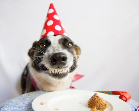 happy-birthday-smiling-dog.jpg?w=450&h=359